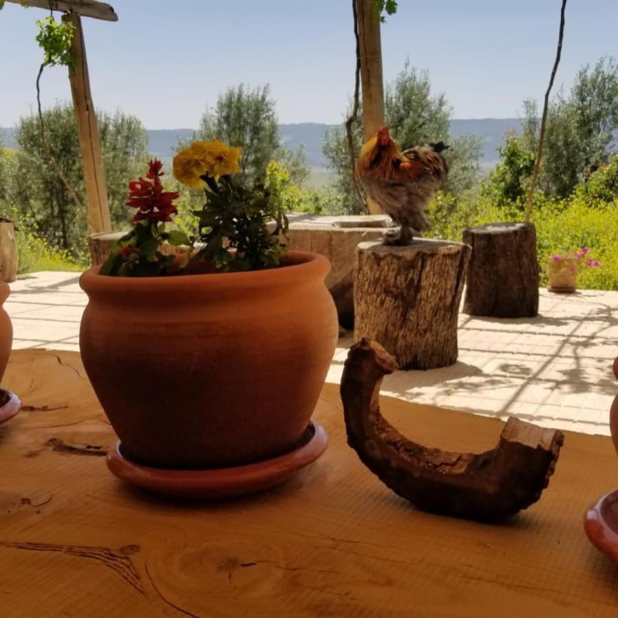 Le Chene D'Azrou Hotel Eksteriør billede